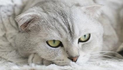 爱游戏app下载-曼联后防线三人缺阵调整成关键，曼联后卫线