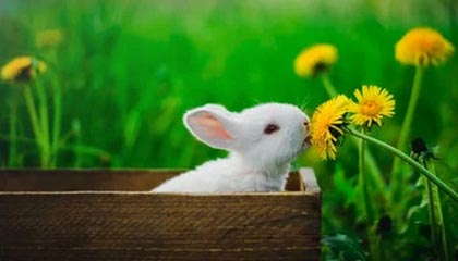 爱游戏app下载-曼联后防线三人缺阵调整成关键，曼联后卫线